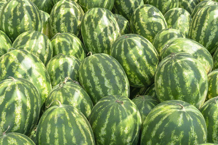 A bunch of striped watermelons close up as a background