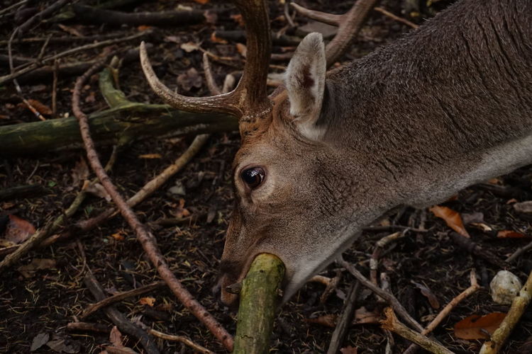 Close-up of deer in forest