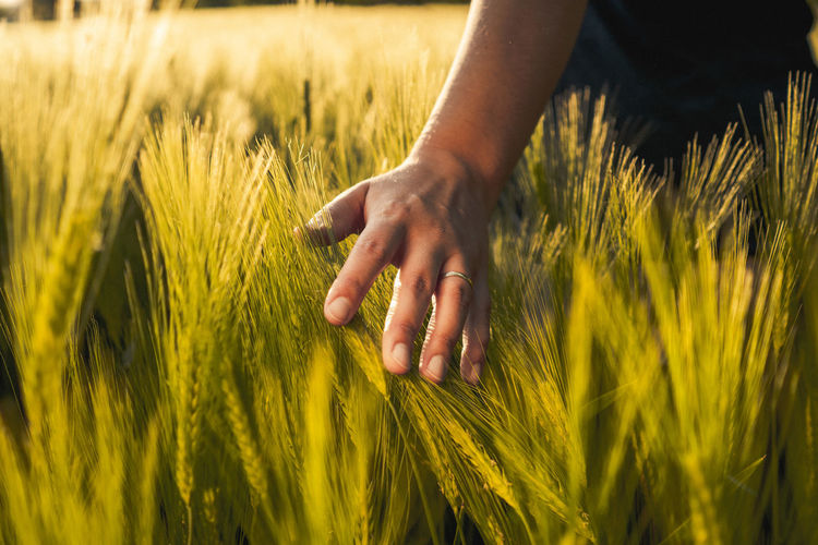 Midsection of woman touching wheat field