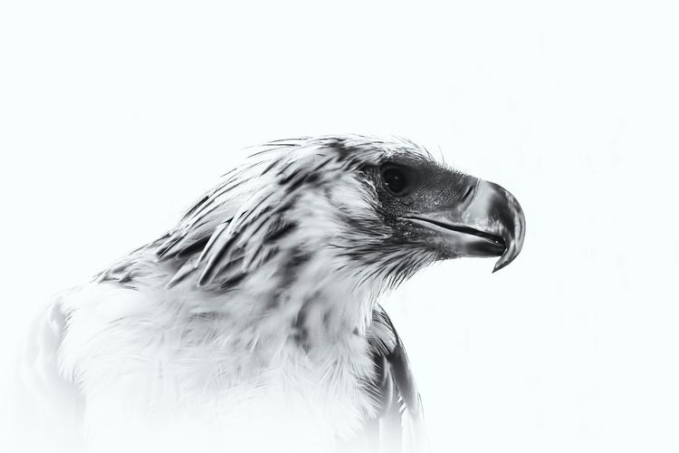 Close-up of animal head over white background