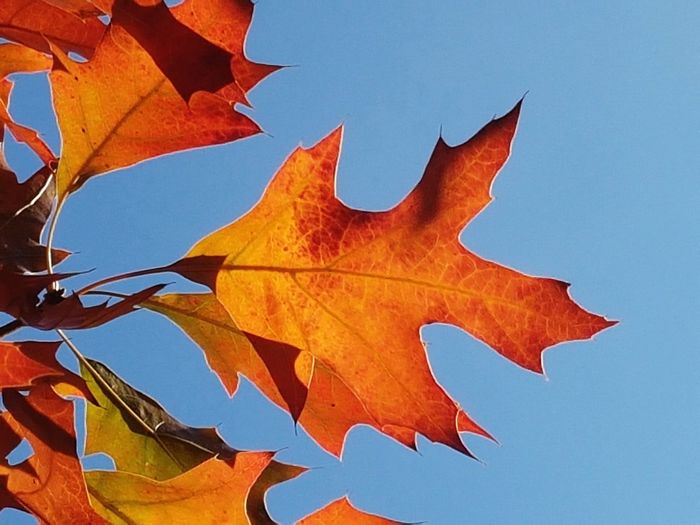 Low angle view of maple leaves against clear blue sky
