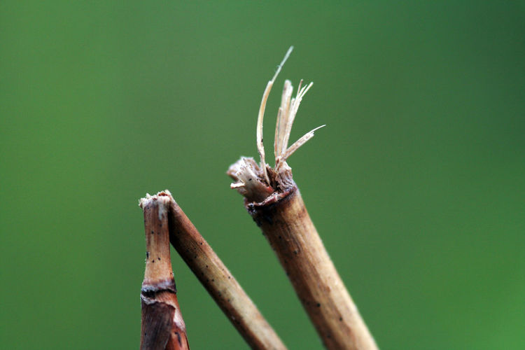 Close-up of dried plant stems