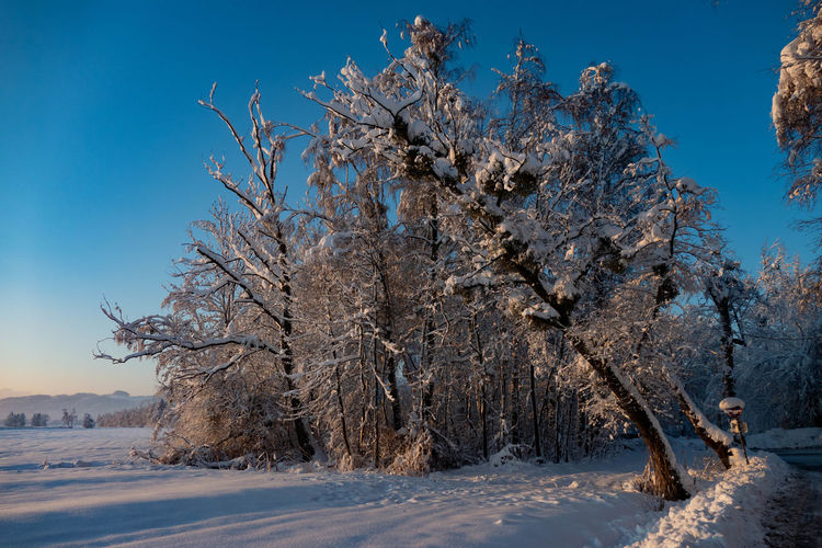 Trees on snow covered land against blue sky