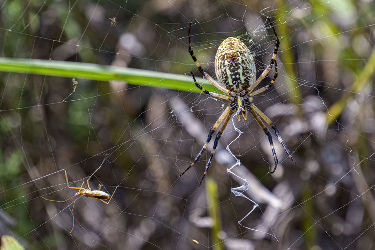 Close-up of spider on web