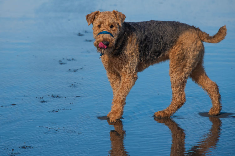 Airedale standing near the pacific ocean