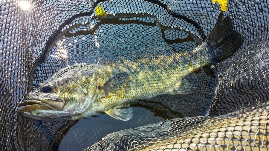 High angle view of largemouth bass in net