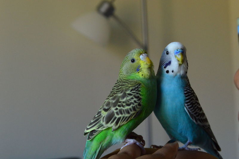 Budgerigars perching on woman hand