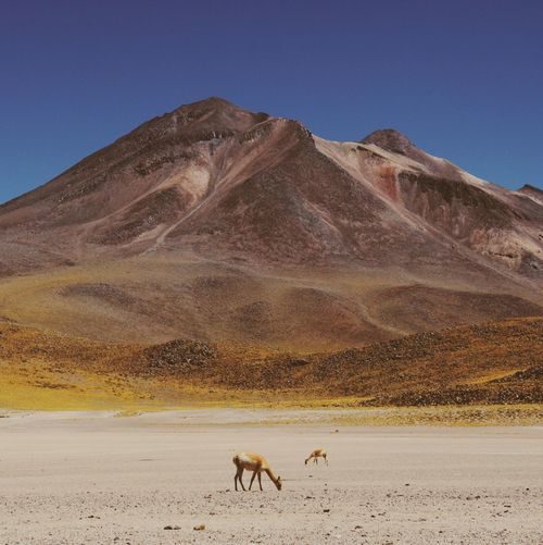 Deer grazing against mountains at desert