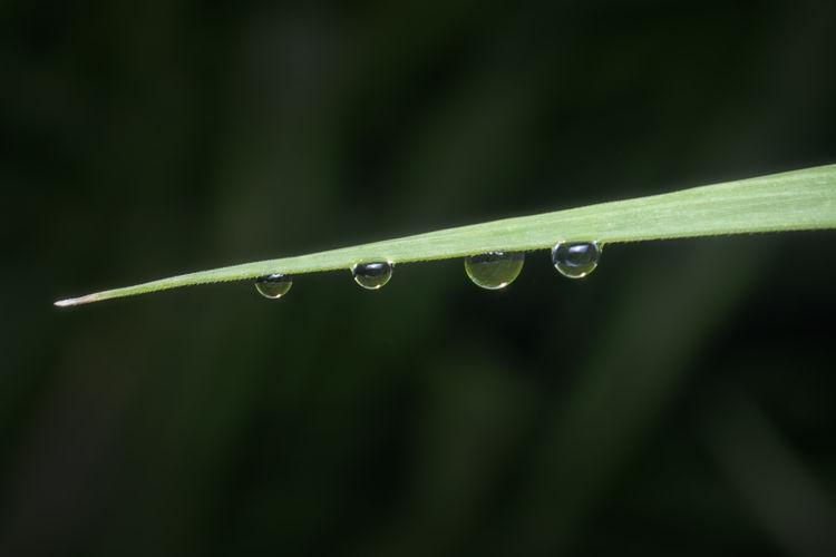 Beautiful water droplets on the wild grass surface with bokeh background.