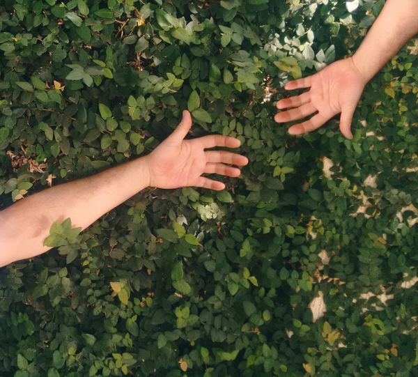 Cropped image of hand holding plant