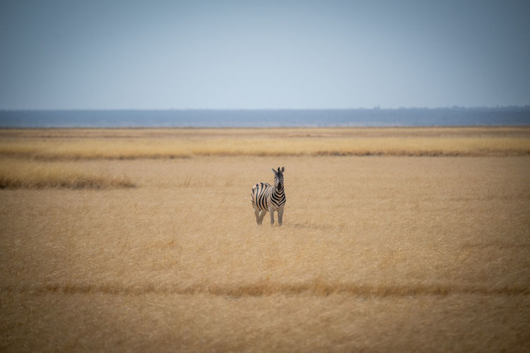 Plains zebra stands in grassland eyeing camera
