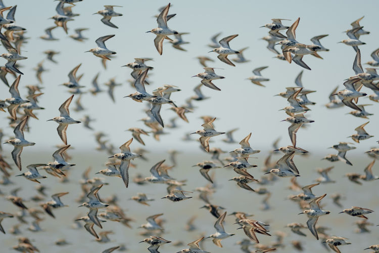 Full frame shot of sunpiper birds flying