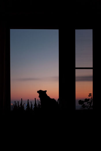 Silhouette cat looking through window