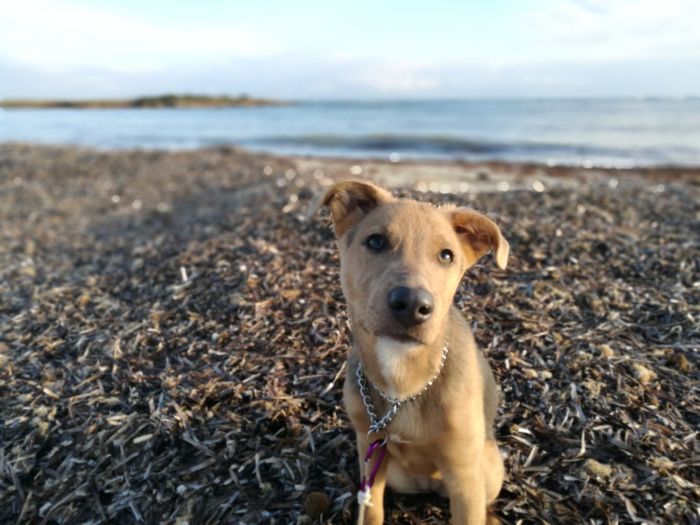 Close-up portrait of dog standing on beach