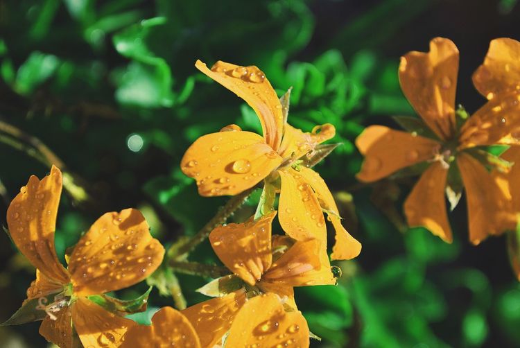 Close-up of wet yellow flowers blooming outdoors