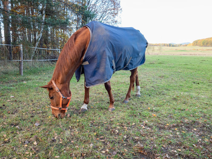 Brown horse walking in meadow, covered with a blanket coat to keep warm during winter, wire fence