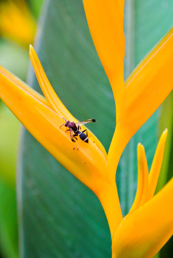 Wasp on yellow  bird of paradise.