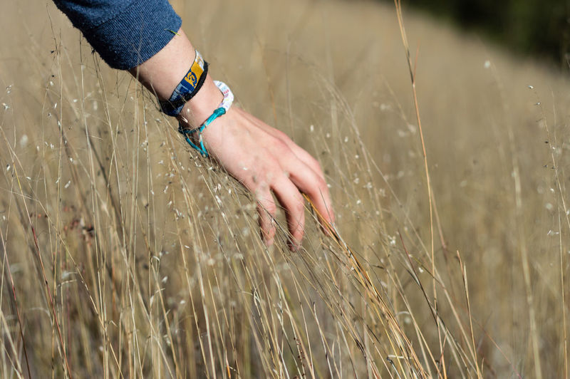 Cropped image of woman touching dry plants