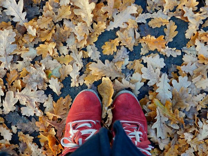 Low section of woman on leaves