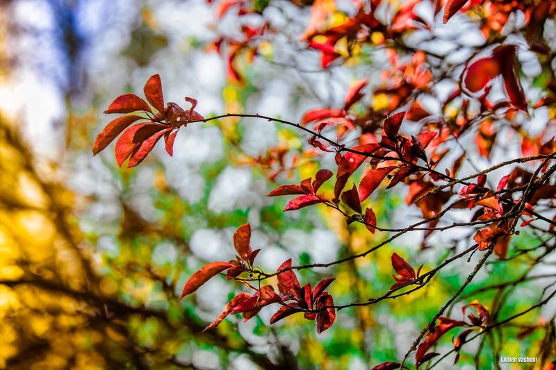Close-up of red flowering plant during autumn