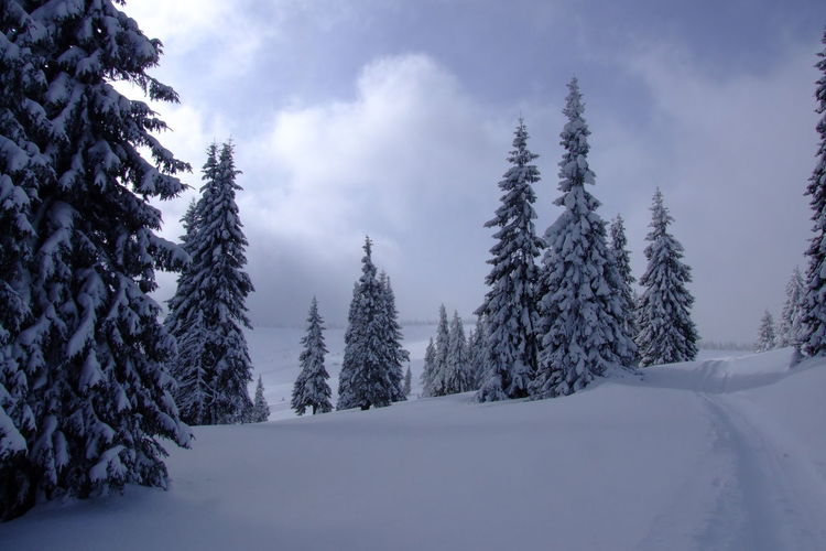 Snow covered pine trees in forest against sky
