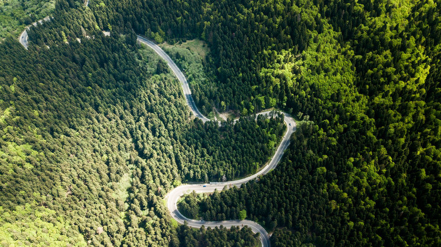 Scenic view of road amidst trees in forest