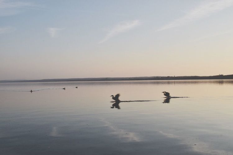 Silhouette birds in lake against sky
