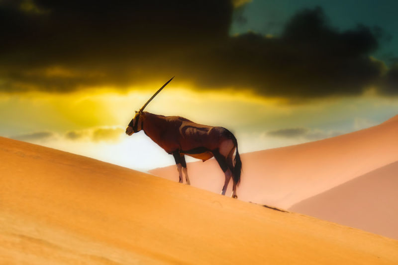 Side view of oryx on sand dune under dramatic skies
