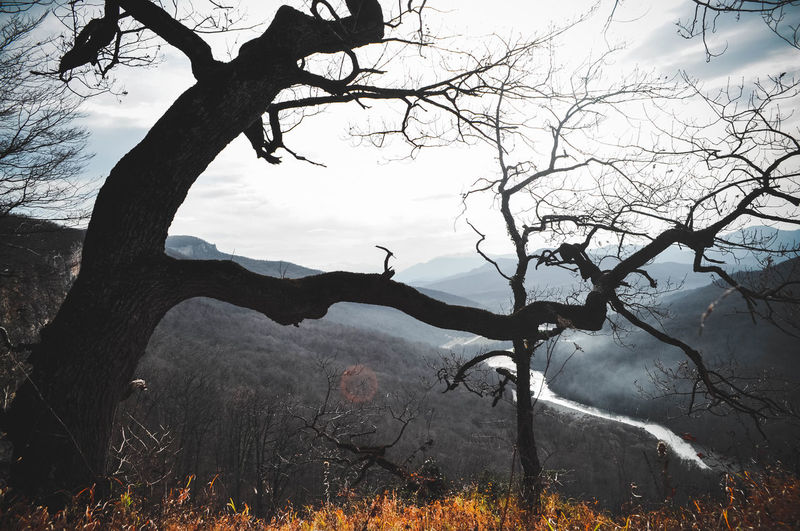 Bare tree on landscape against sky