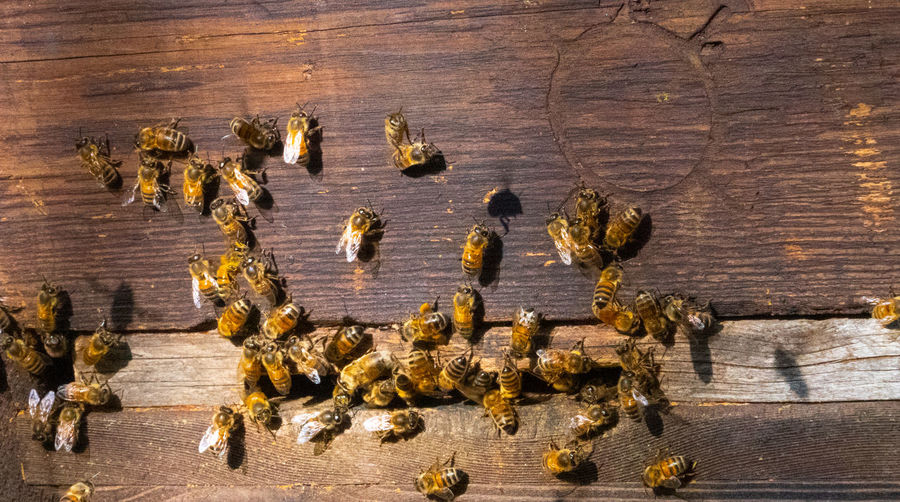 High angle view of insect on table bees in bee hive