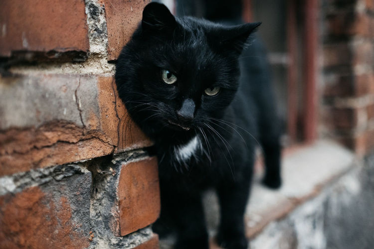 Portrait of black cat on wall