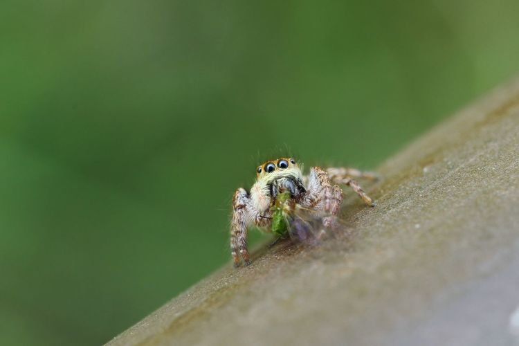 Jumping spider eating aphid