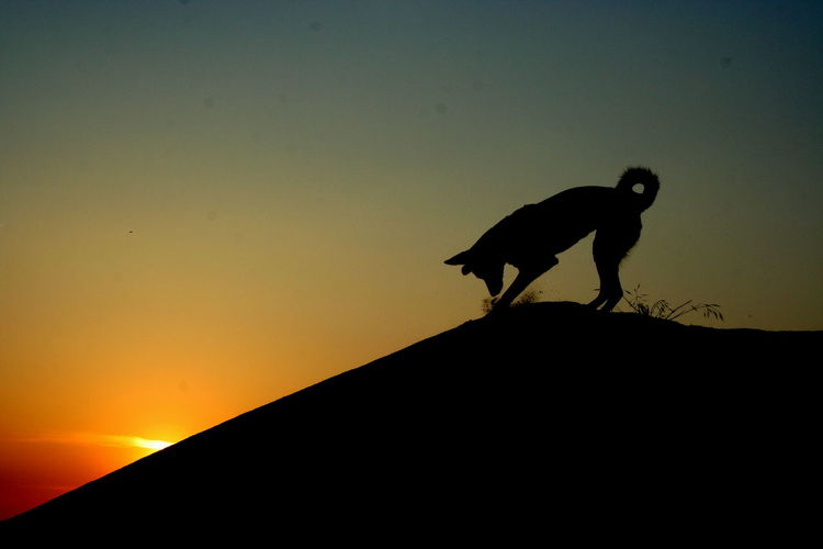 Silhouette of dog standing against sky during sunset