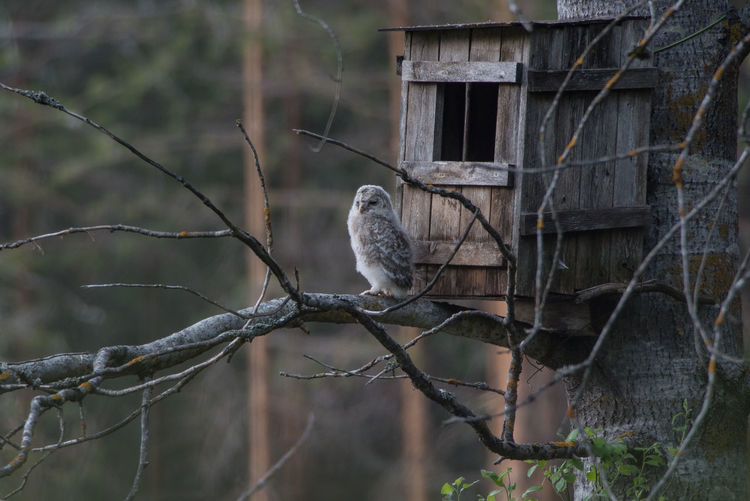 Brave young ural owl -strix uralensis- sitting on a birch tree branch outside nest box 