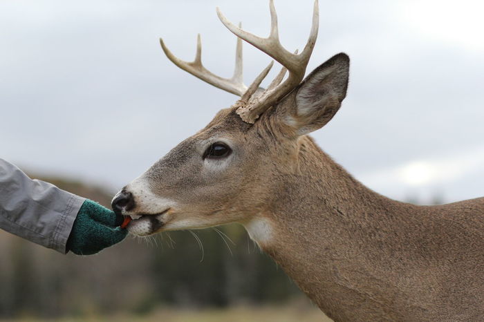 Cropped image of person feeding deer against sky
