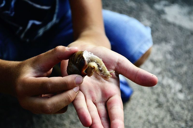 Midsection of person holding a snail