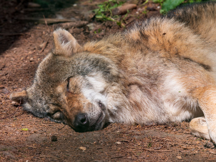 Close-up of an animal sleeping on field