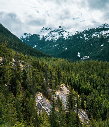 Pine trees and snowcapped mountains against cloudy sky