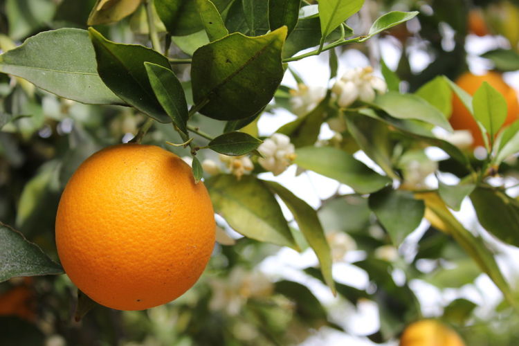Close-up of orange fruit on tree
