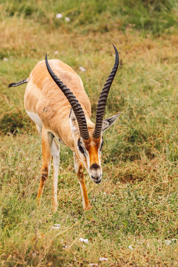 Side view of deer on field