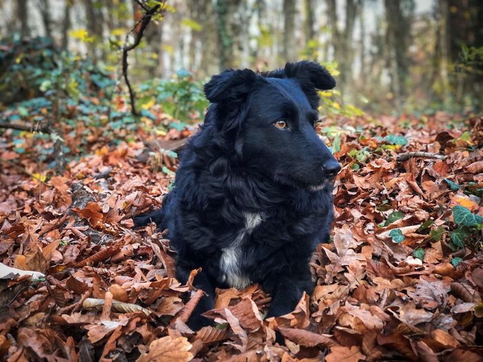 Black dog in the forest