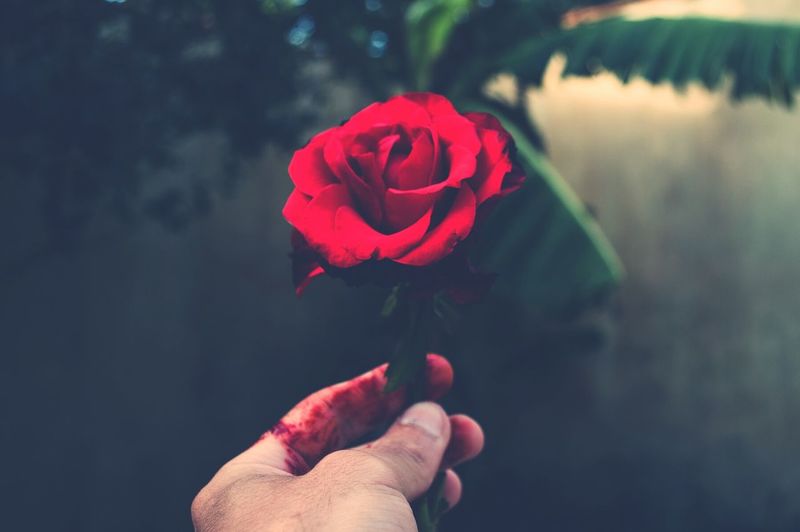 Cropped hand holding red rose