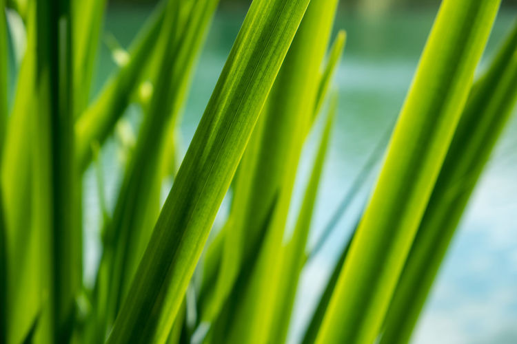Close-up of leaf at a lake