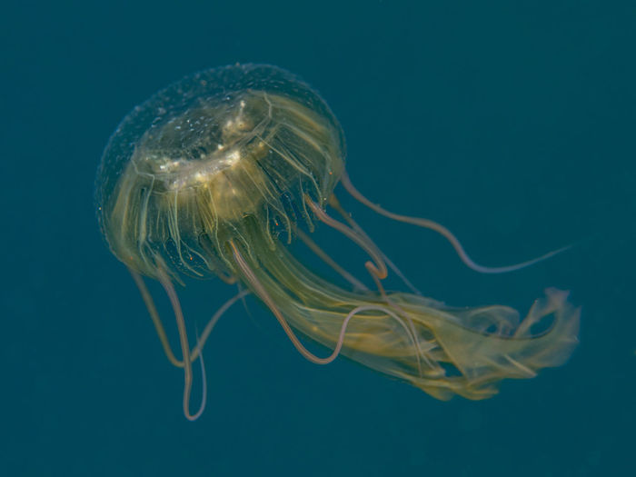 Close-up of jellyfish swimming in sea