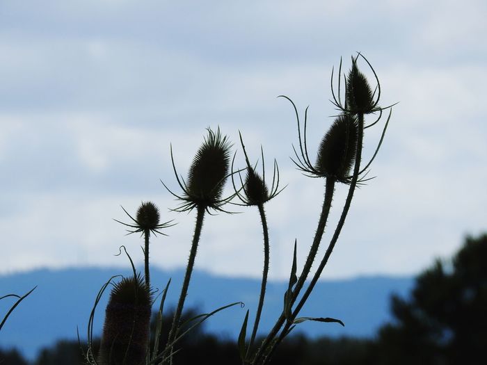 Close-up of thistle growing against sky