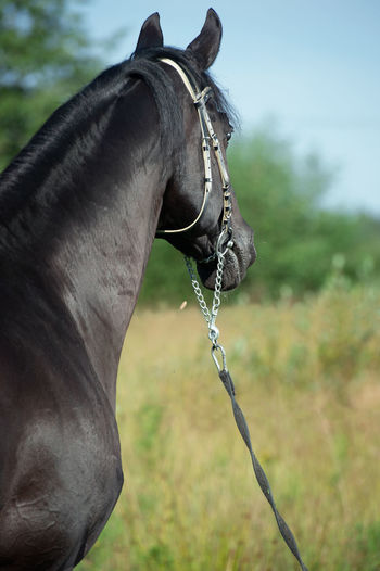 horse