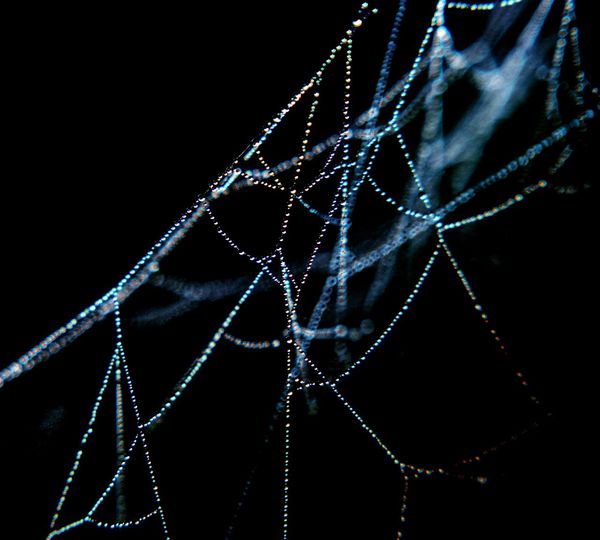 Close-up of wet spider web at night