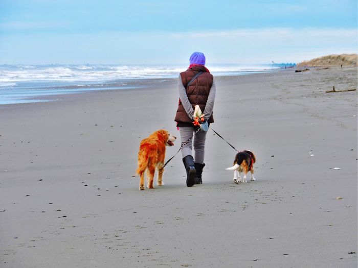 Man with dogs on beach