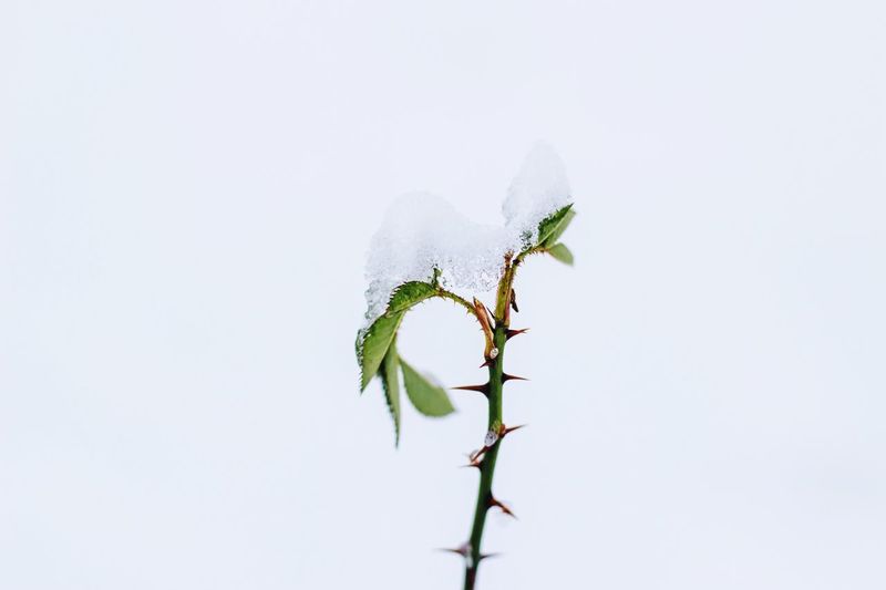 Close-up of plant over white background