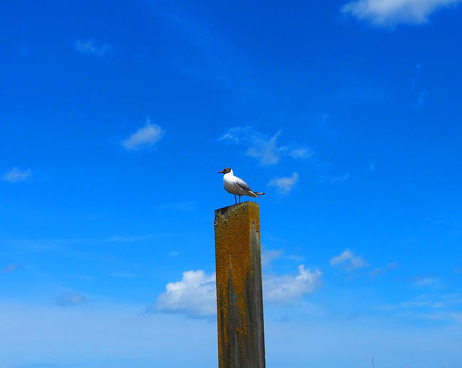 Low angle view of seagull perching on wooden post